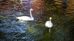 Лебеди вернулись в летний домик в Центральном парке в Ставрополе  